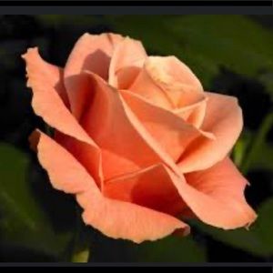 Meet your Posher, Lexie